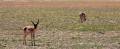 Pronghorns of the Valley